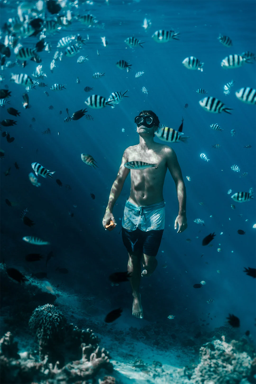 Komodo Under Water Komodo Expedition